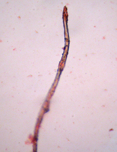 Steccherinum?